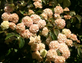 sadzonki - Kalina japońska KERN'S PINK Viburnum plicatum C3/20-30cm