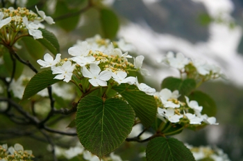 rośliny ogrodowe - Kalina furcatum Viburnum furcatum C5/40-60cm *10