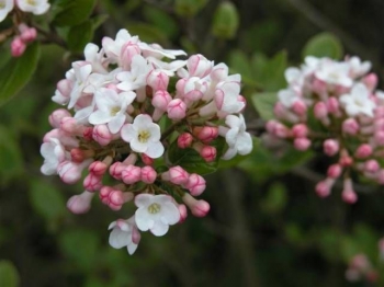 rośliny ozdobne - Kalina Burkwooda MOHAWK na PNIU Viburnum ×burkwoodii C3/Pa50cm *23