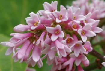 rośliny ozdobne - Lilak aksamitny Syringa tomentella C2