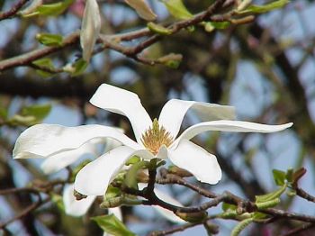 sklep ogrodniczy - Magnolia japońska 'ISIS'® Magnolia kobus C5/80cm *K9