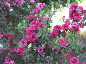 rośliny ozdobne - Manuka WINTER CHEER Leptospermum scoparium zw. Drzewko herbaciane /C2 *G