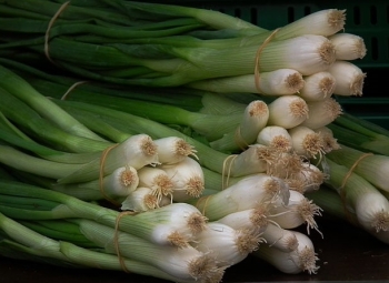 sadzonki - Cebula siedmiolatka w doniczce Allium fistulosum C1