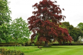 sklep ogrodniczy - Buk pospolity ATROPUNICEA Fagus sylvatica P15/30-50cm *1