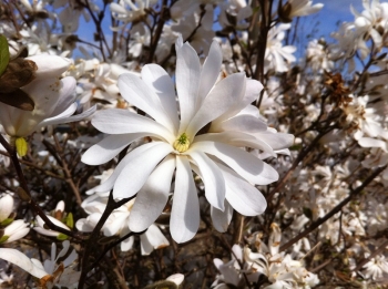 rośliny ozdobne - Magnolia stellata ROYAL STAR Magnolia gwiaździsta C5/60-80cm *T43