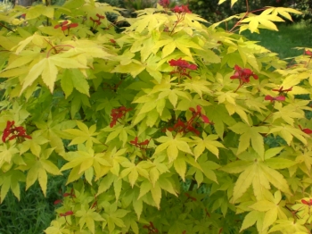 rośliny ogrodowe - Klon Shirasawy JORDAN® Acer shirasawanum C3/50-70cm *TL