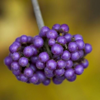 sklep ogrodniczy - Pięknotka japońska KOSHIMA No HOMATE Callicarpa japonica /C2 *K17
