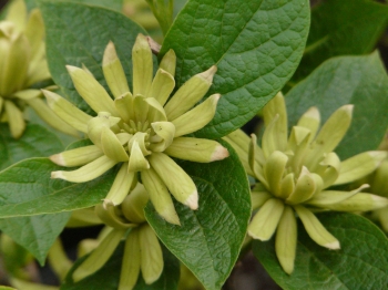 rośliny ogrodowe - Kielichowiec wonny ATHENS Calycanthus floridus C5/40-50cm *K11