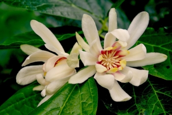 rośliny ozdobne - Kielichowiec x VENUS Calycanthus C5/50-60cm *K11