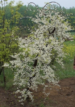 sklep ogrodniczy - Judaszowiec płaczący VANILLA TWIST Cercis canadensis C12/180cm *K6