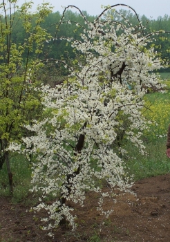 rośliny ozdobne - Judaszowiec płaczący VANILLA TWIST Cercis canadensis C12/180cm *K6