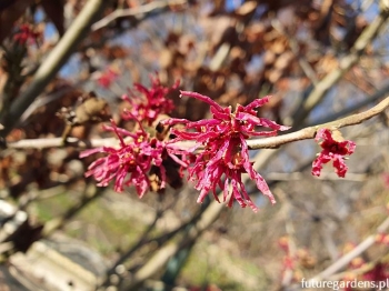 sadzonki - Oczar wiosenny AMETHYST Hamamelis vernalis C3/20-30cm *K12