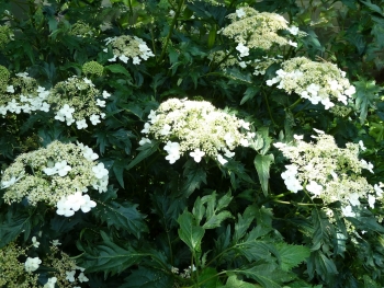sklep ogrodniczy - Hortensja krzewiasta EMERALD LACE Hydrangea arborescens /C10 *K19