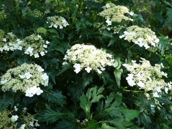 rośliny ozdobne - Hortensja krzewiasta EMERALD LACE Hydrangea arborescens /C10 *K19