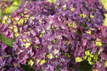 sadzonki - Hortensja ogrodowa DEEP PURPLE® Hydrangea macrophylla /C2 *9