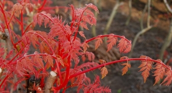 sklep ogrodniczy - Mydleniec wiechowaty CORAL SUN® Koelreuteria paniculata C3/150cm *8