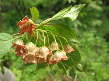 sklep ogrodniczy - Enkianthus deflexus Enkiant 50cm/bryła