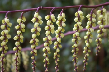 sklep ogrodniczy - Stachiurek chiński JOY FOREVER Stachyurus chinensis