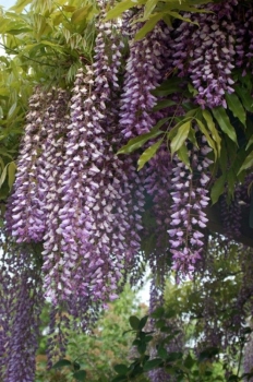 rośliny ozdobne - Wisteria floribunda (Glicynia kwiecista)