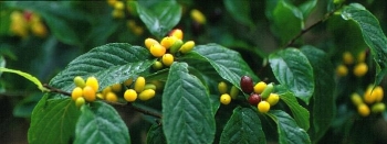 rośliny ozdobne - Rhamnella franguloides Kruszyniec koreański C2/40-50cm *K15