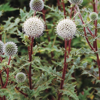 rośliny ozdobne - Przegorzan kulisty ARCTIC GLOW Echinops sphaerocephalus /P9 *K16