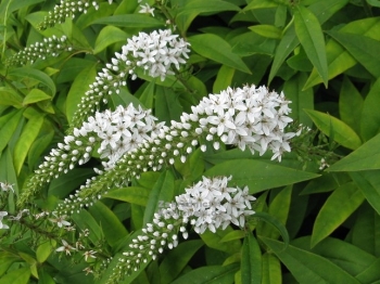 sadzonki - Tojeść orszelinowa Lysimachia clethroides C2