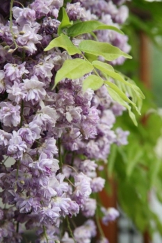 rośliny ozdobne - Wisteria floribunda Violacea Plena (syn. Black Dragon Glicynia kwiecista) C2/40-60cm *K5