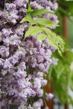 rośliny ogrodowe - Wisteria floribunda Violacea Plena (syn. Black Dragon Glicynia kwiecista) C2/40-60cm *K5