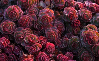 rośliny ozdobne - Rozchodnik DRAGON'S BLOOD Sedum /P9 *K16