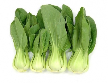 sadzonki - Kapusta chińska Pak-Choi - 1g nasion Brassica rapa ssp. chinensis