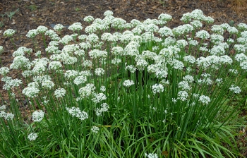 sklep ogrodniczy - Szczypiorek CZOSNKOWY - 1g nasion Allium tuberosum