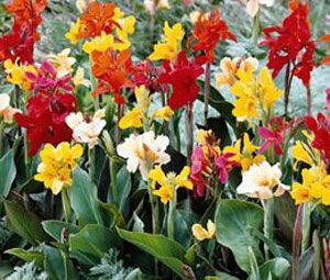 rośliny ogrodowe - Kanna, Paciorecznik Canna indica - mix kolorów nasiona 1g