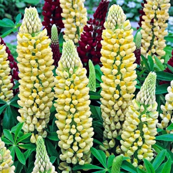 sklep ogrodniczy - Łubin trwały ŻÓŁTY Russel Chandelier - 2g nasion Lupinus polyphyllus