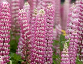 sklep ogrodniczy - Łubin trwały RÓŻOWY Russel The Chateline - 2g nasion Lupinus polyphyllus