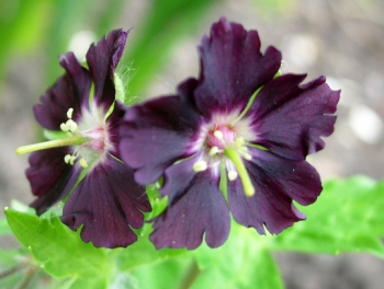 rośliny ozdobne - Bodziszek czarny SAMOBOR Geranium phaeum /C2 *K16
