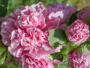 rośliny ozdobne - Malwa, Prawoślaz RÓŻOWA - 0,5g nasion Altcea rosea