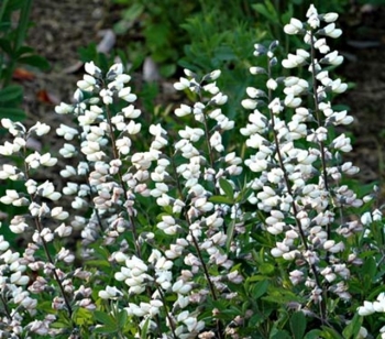 rośliny ozdobne - Baptysia biała Baptisia leucantha - 3 szt. nasion