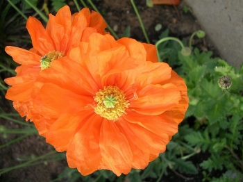 sklep ogrodniczy - Mak pomarańczowy FLORE PLENO Papaver rupifragum ~20szt. nasion