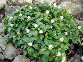 rośliny ozdobne - Runianka japońska Green Carpet (Pachysandra terminalis) /C2 *4