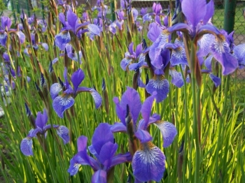 sklep ogrodniczy - Kosaciec Irys syberyjski (Iris sibirica) /C2-C3