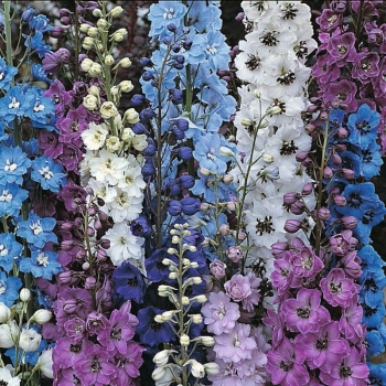 sklep ogrodniczy - Ostróżka ogrodowa (Delphinium cultorum) C2
