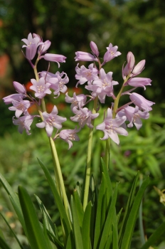 rośliny ozdobne - Cebulica Hiszpańska Różowa (Scilla Campanulata Różowa) 5 SZT.