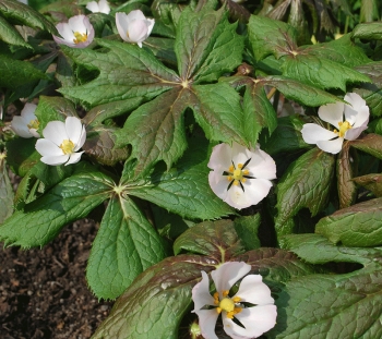 rośliny ogrodowe - Stopowiec himalajski Podophyllum hexandrum /P11 *K16