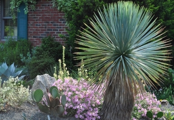 rośliny ogrodowe - Mrozoodporna niebieska Yucca Rostrata SAPPHIRE SKIES /C3 *T2