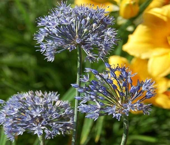 sadzonki - Czosnek Błękitny w dnoniczce (Allium Caeruleum) 5 szt