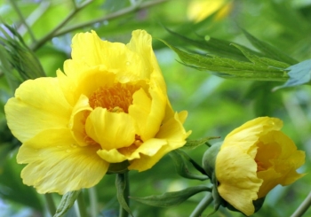 sadzonki - Piwonia żółta YELLOW QUEEN Paeonia delavayi var. delavayi f. lutea /C3 *T41