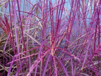 sadzonki - Miskant chiński DRONNING INGRID Miscanthus sinensis /C2,5