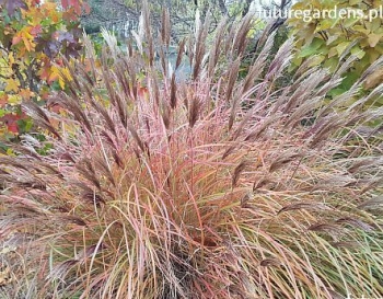 sadzonki - Miskant chiński ADAGIO Miscanthus sinensis /C2-C3 *26