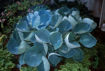 rośliny ogrodowe - Hosta BIG DADDY Funkia /C2 *5