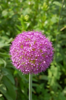 sklep ogrodniczy - Czosnek Olbrzymi (Allium Giganteum) 1 cebula pierwszy gatunek